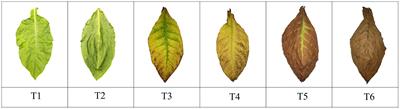 Dynamic changes in fungal communities and functions in different air-curing stages of cigar tobacco leaves